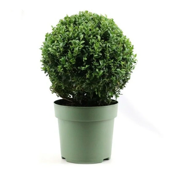 Buxus sempervirens Ball 8L Ø40cm