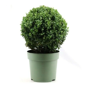 Buxus sempervirens Ball 4L Ø25cm