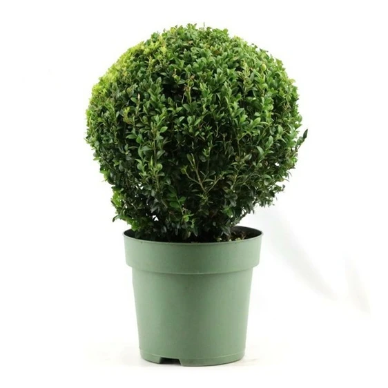 Buxus sempervirens Ball 6L Ø32.5cm