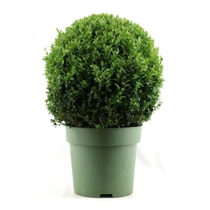 Buxus sempervirens Ball 12L Ø50cm