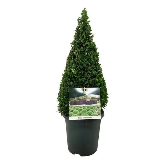 Buxus sempervirens Pyramid 4L 75cm