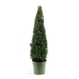 Buxus sempervirens Pyramid 5L 90cm