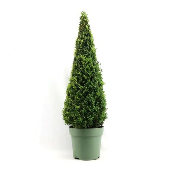 Buxus sempervirens Pyramid 8L 115cm