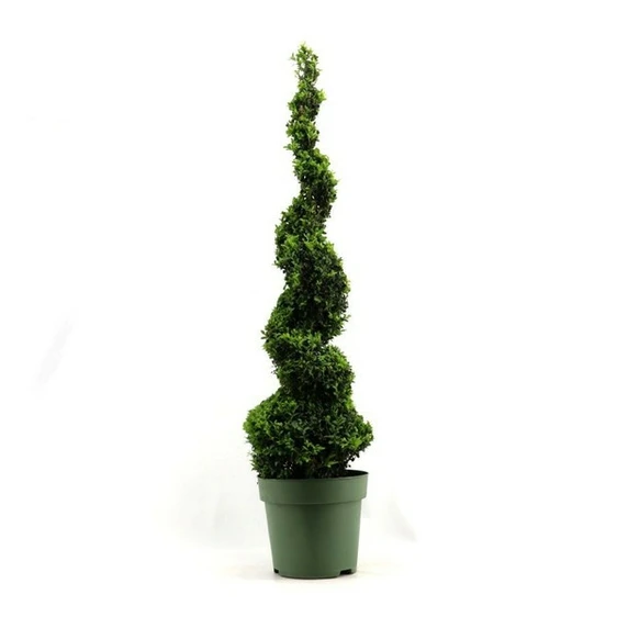 Buxus sempervirens Spiral 8L 115cm