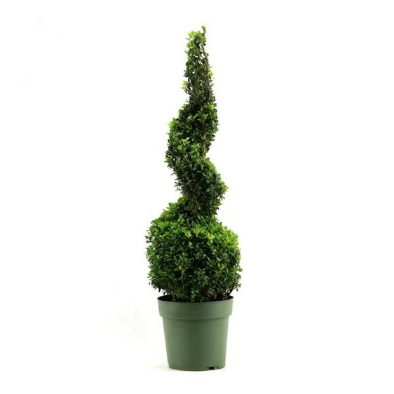 Buxus sempervirens Spiral 5L 90cm