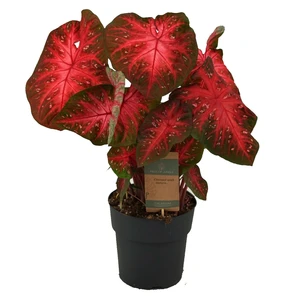 Caladium 'Red Flash'