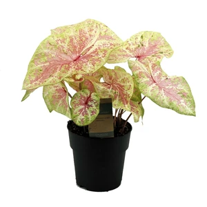 Caladium 'Seafoam Pink'