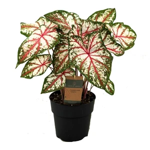 Caladium 'Tapestry'