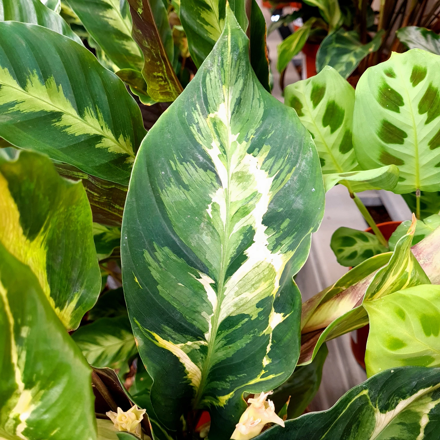 Calathea 'Confusion' - Cowell's Garden Centre | Woolsington