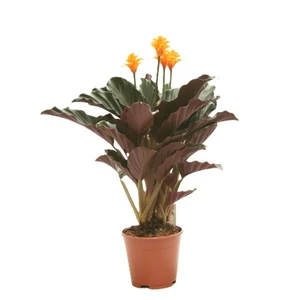 Calathea crocata