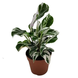 Calathea 'Fusion White' 14cm - image 8