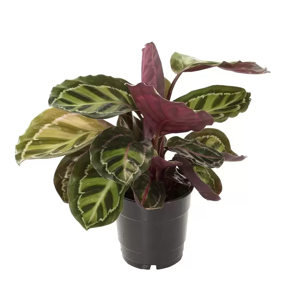 Calathea roseopicta 'Illustris' 12cm - Cowell's Garden Centre | Woolsington