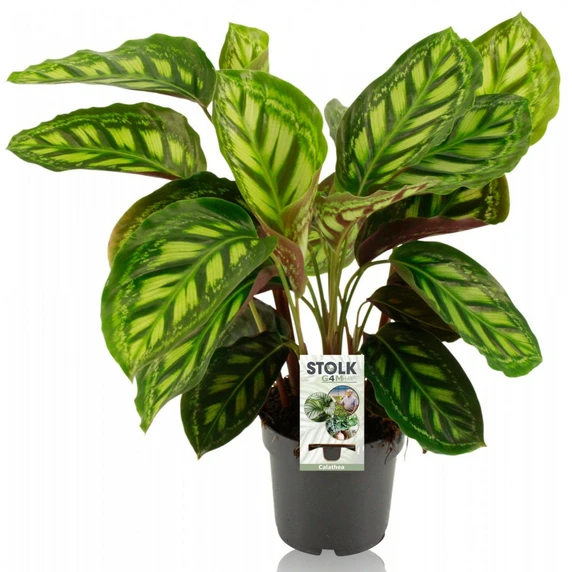 Calathea 'Moonlight'