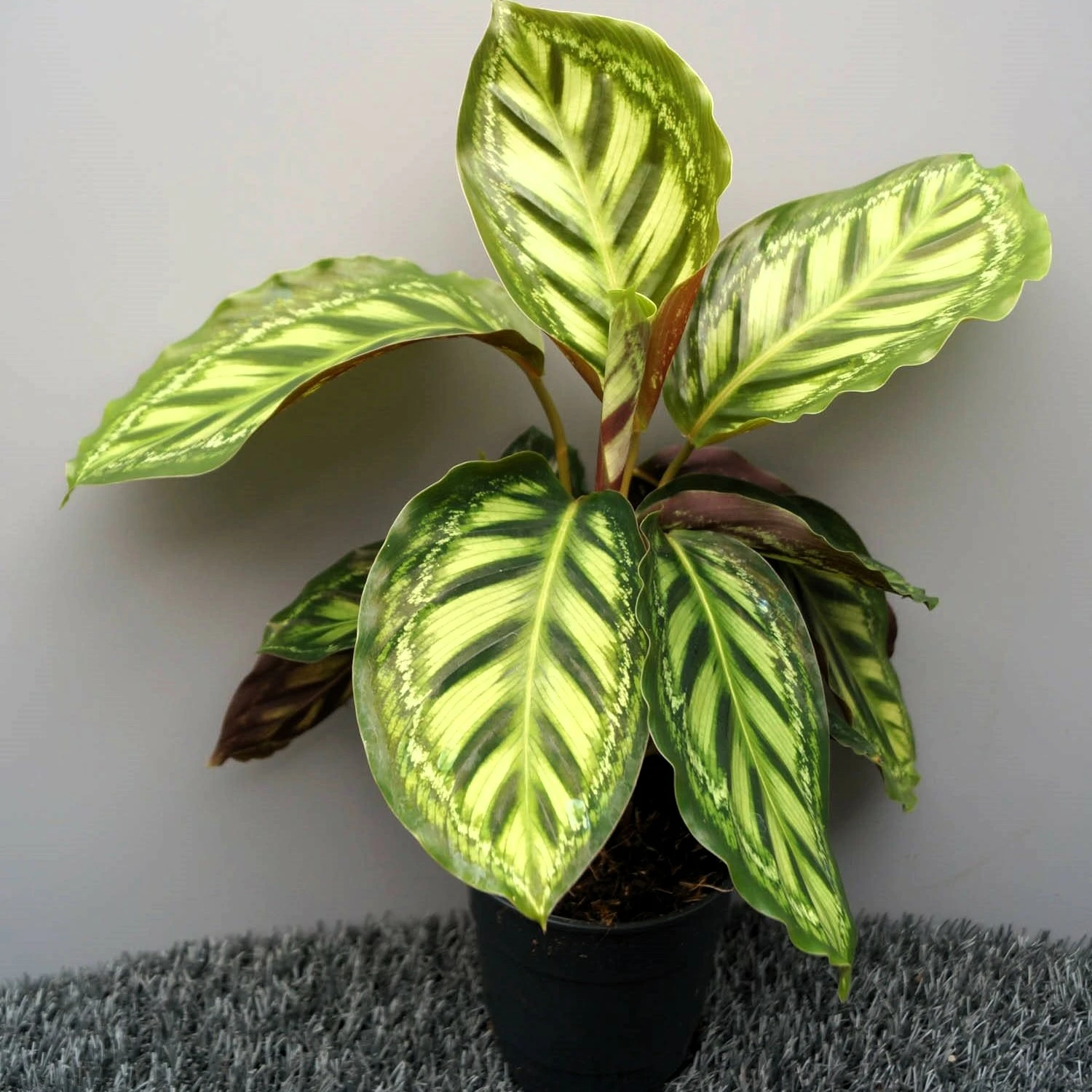 Calathea 'Moonlight' - Cowell's Garden Centre | Woolsington