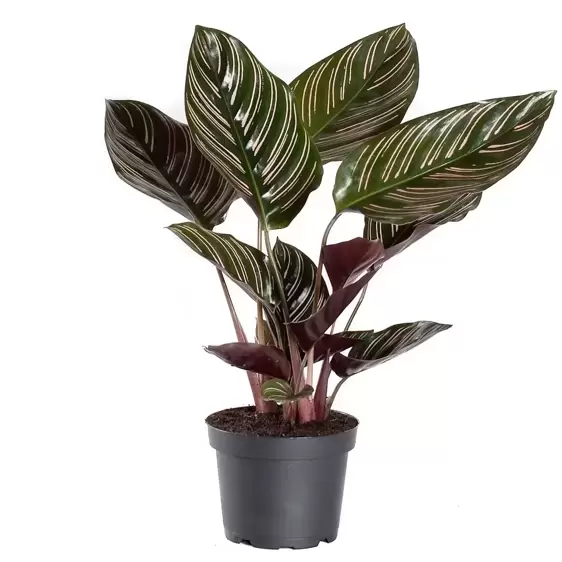 Calathea ornata 12cm - image 2