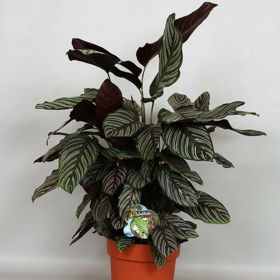 Calathea ornata 24cm - image 2