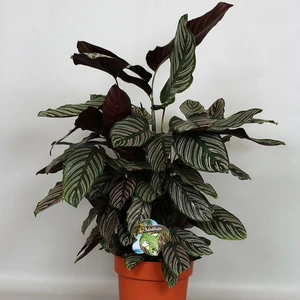 Calathea ornata 24cm - image 2