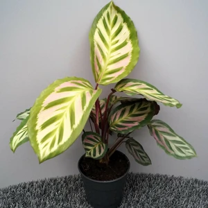 Calathea 'Peacock'