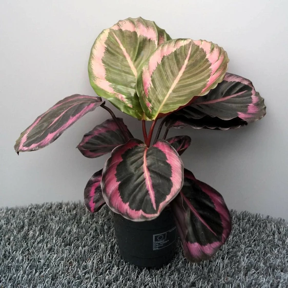 Calathea 'Princess Jessie' 14cm