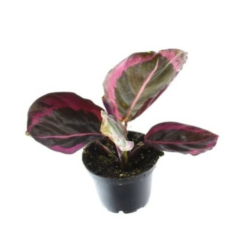 Calathea 'Princess Jessie' 6cm - image 1