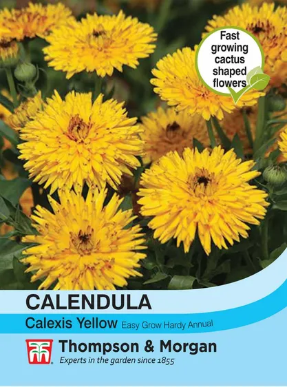 Calendula Calexis Yellow - image 1