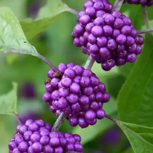 Callicarpa bodinieri 'Profusion' - image 2