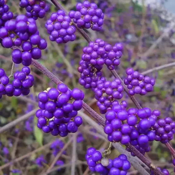 Callicarpa bodinieri 'Profusion' - image 1