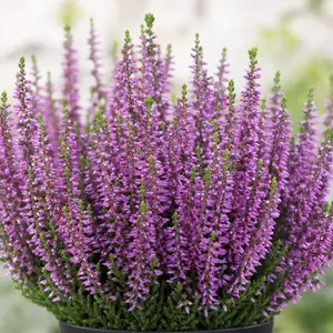 Calluna 'Beauty Ladies Saphira'