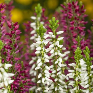 Calluna 'Beauty Ladies Twins'