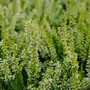 Calluna 'Beauty Ladies Yellow'