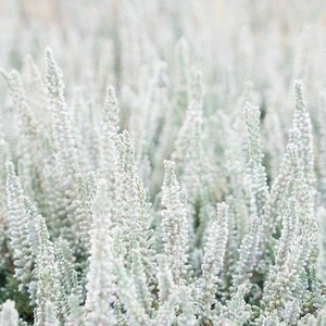 Calluna vulgaris 'Garden Girls Fluffy' 1L - image 1