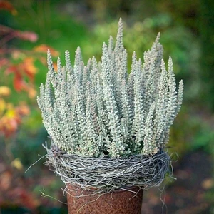 Calluna vulgaris 'Garden Girls Fluffy' 1L - image 3