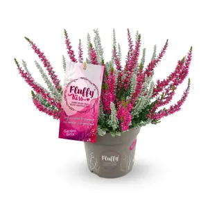 Calluna 'Garden Girls Fluffy Kiss'