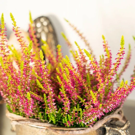 Calluna vulgaris 'Garden Girls Golden Angie' 11cm - image 1