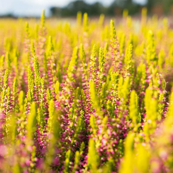 Calluna vulgaris 'Garden Girls Golden Angie' 11cm - image 2