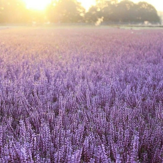 Calluna vulgaris 'Garden Girls Herbstlavendel' 11cm - image 1