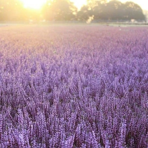 Calluna vulgaris 'Garden Girls Herbstlavendel' 11cm - image 1