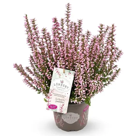 Calluna vulgaris 'Garden Girls Lonneby' 11cm - image 4