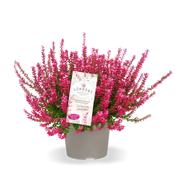 Calluna vulgaris 'Garden Girls Lonneby' 11cm - image 2