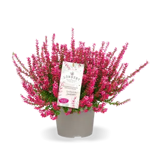 Calluna vulgaris 'Garden Girls Lonneby' 11cm - image 2