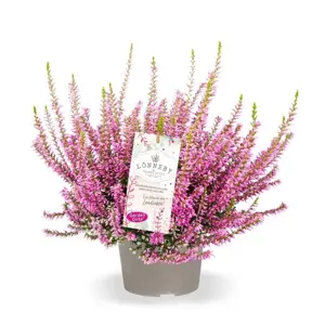 Calluna vulgaris 'Garden Girls Lonneby' 11cm - image 3