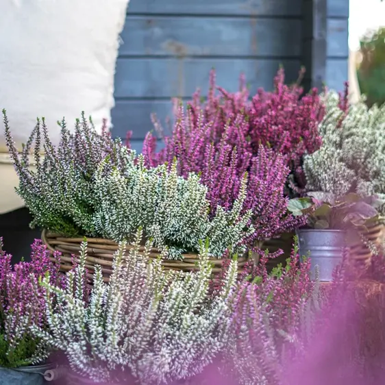 Calluna vulgaris 'Garden Girls Lonneby' 11cm - image 1