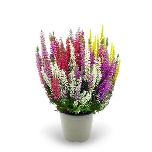 Calluna 'Garden Girls Smixies'
