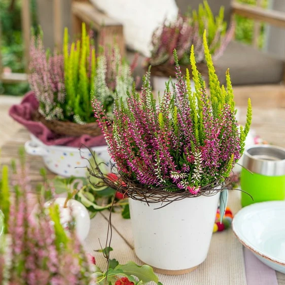 Calluna vulgaris 'Garden Girls Smixies' 1L - image 1