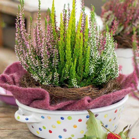 Calluna vulgaris 'Garden Girls Smixies' 11cm