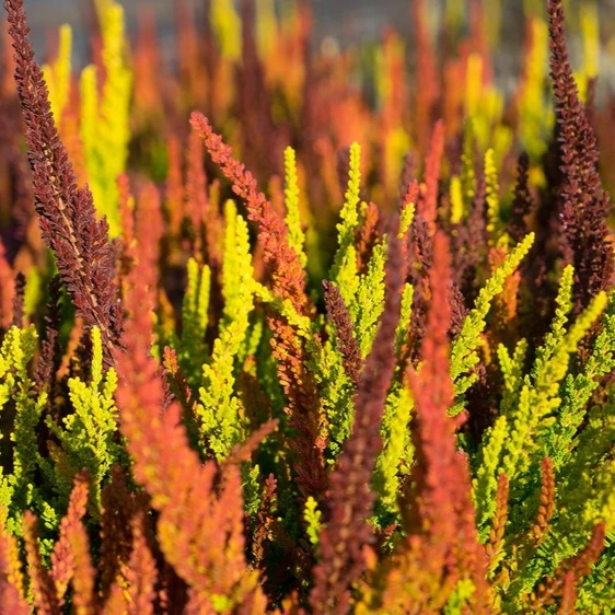 Calluna vulgaris 'Garden Girls Sunset Fire' 1L - image 1