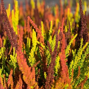 Calluna vulgaris 'Garden Girls Sunset Fire' 1L - image 1