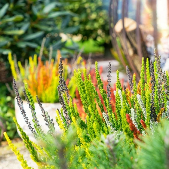 Calluna vulgaris 'Garden Girls Sunset Fire' 1L - image 2