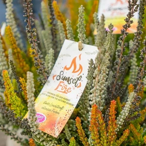 Calluna vulgaris 'Garden Girls Sunset Fire' 1L - image 3