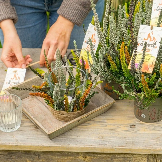 Calluna vulgaris 'Garden Girls Sunset Fire' 1L - image 4